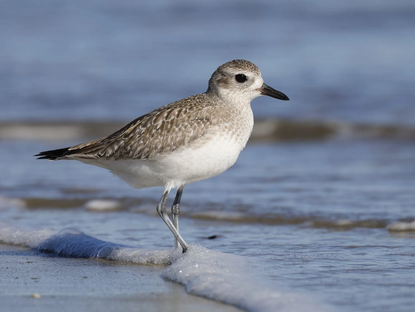 Black-bellied Plover winter