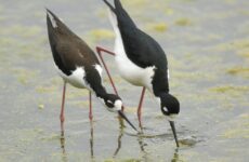 31 Shorebirds In Delaware And Their Calls