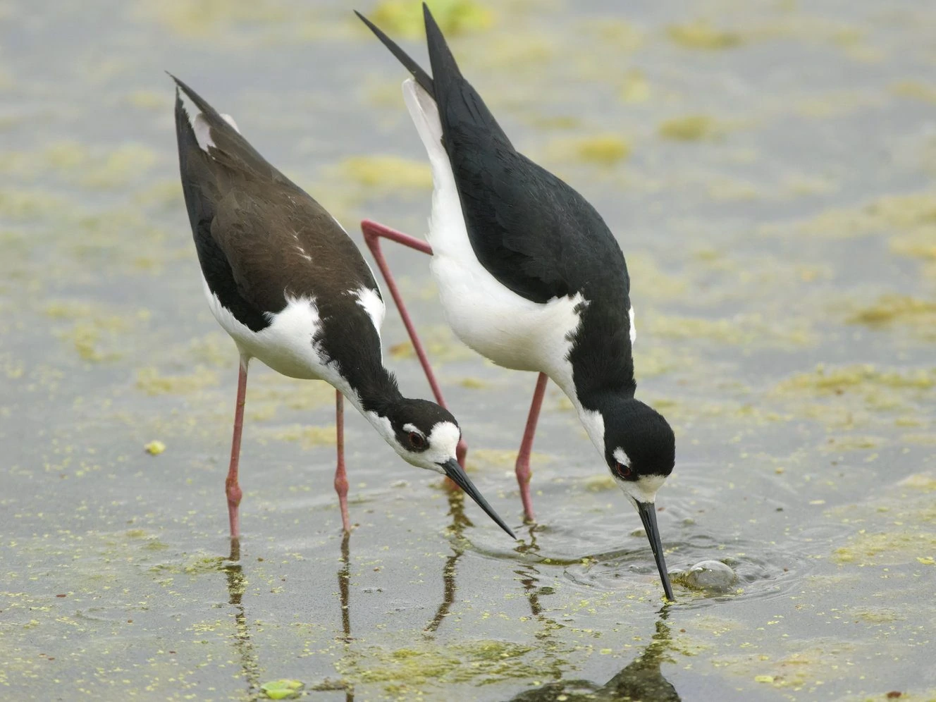 Black-necked-stilt