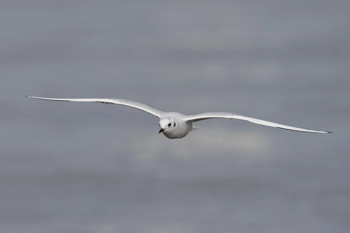 Bonaparte's Gull 