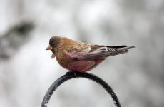 Brown-capped Rosy-Finch