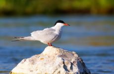 18 White Birds In Ontario (ID, Photo, Call Guide)