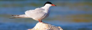 Common Tern