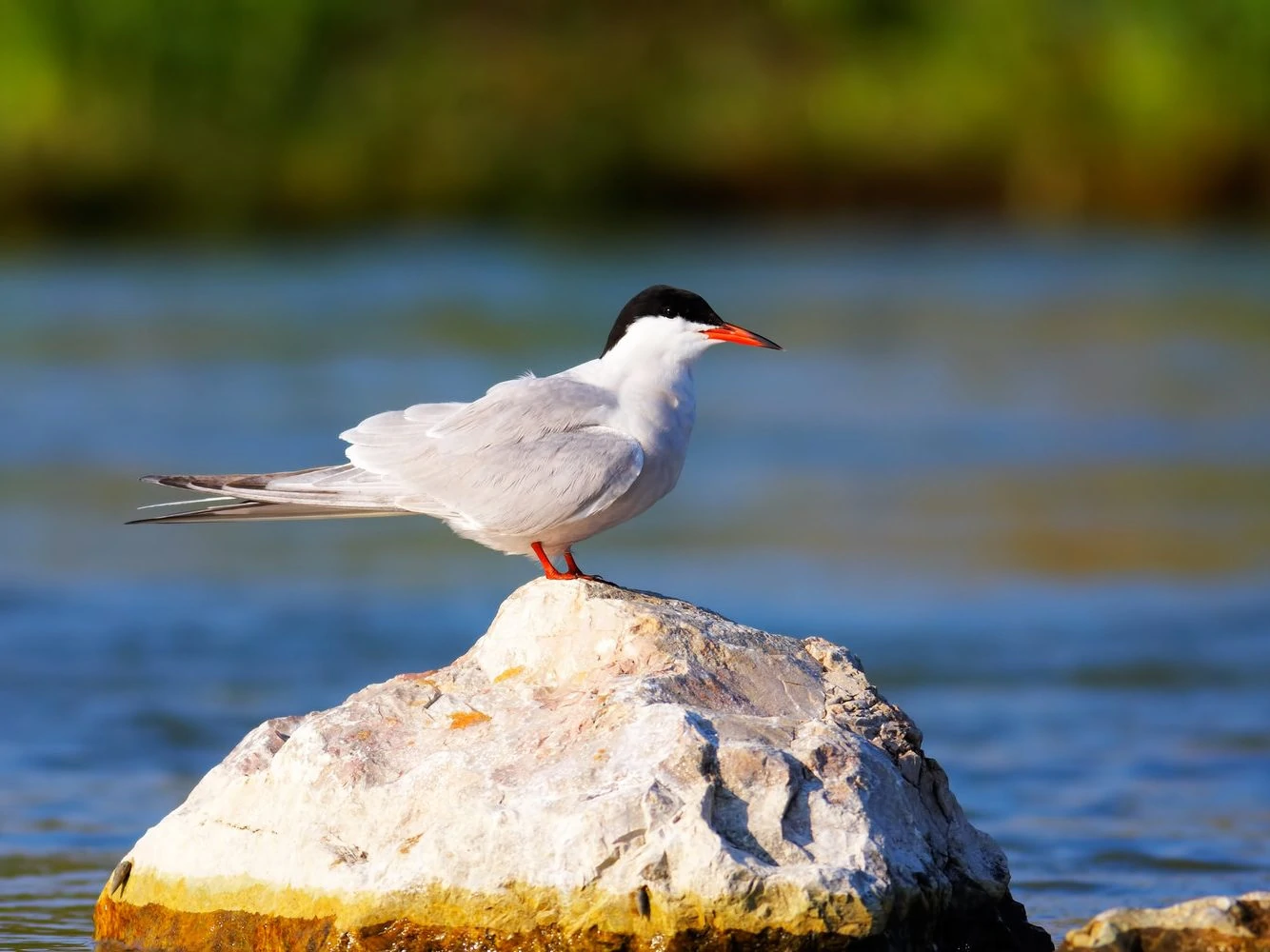 Common Tern - Breeding
