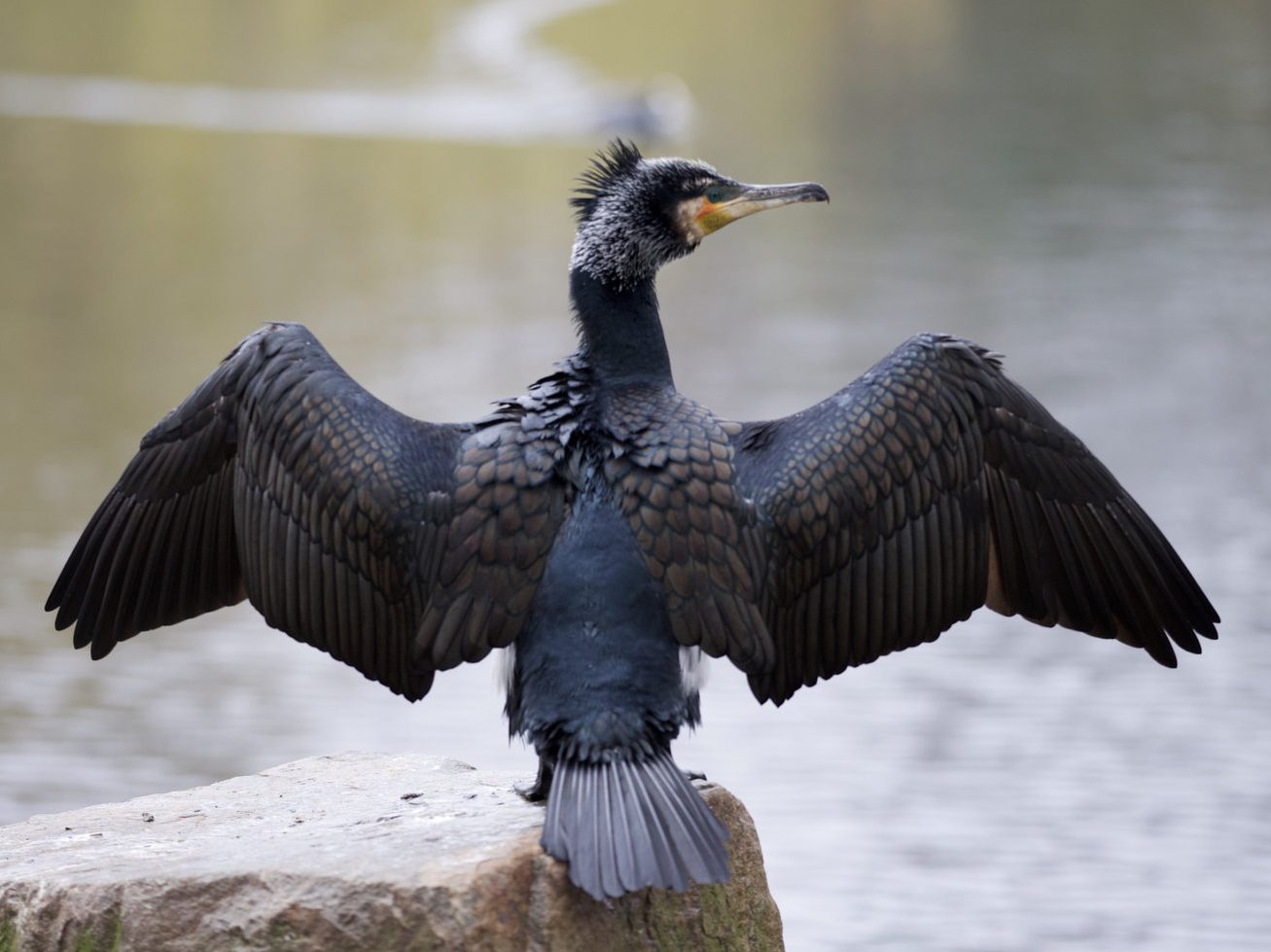 double-crested cormorant