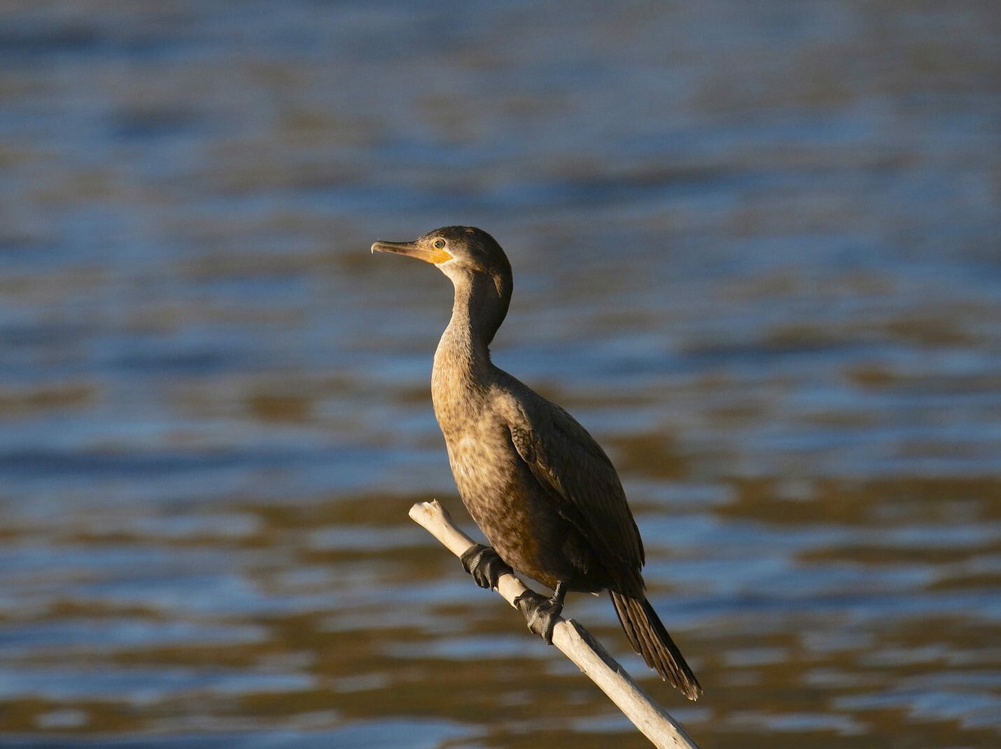 double-crested cormorant juvenile