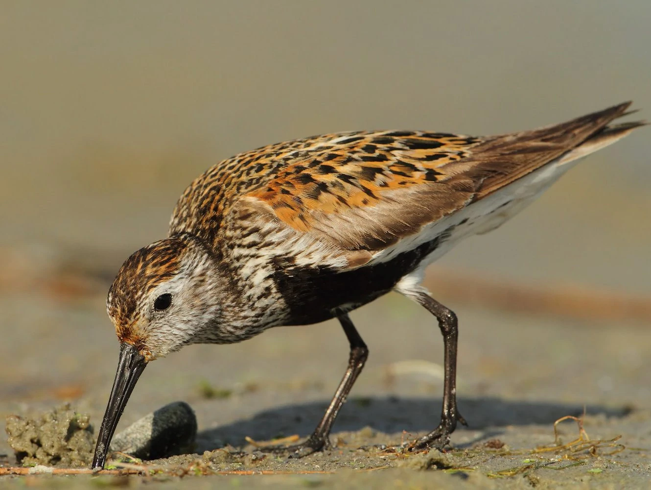 Dunlin - breeding