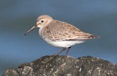 All The Shorebirds In Canada And Their Calls