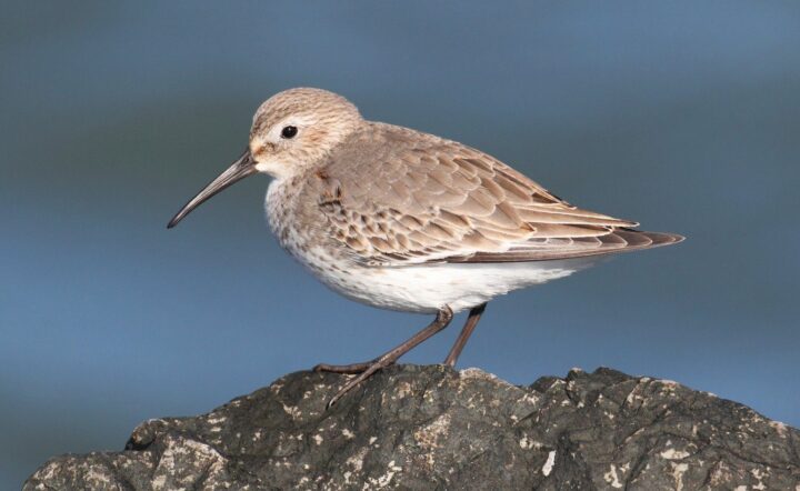All The Shorebirds In Canada And Their Calls