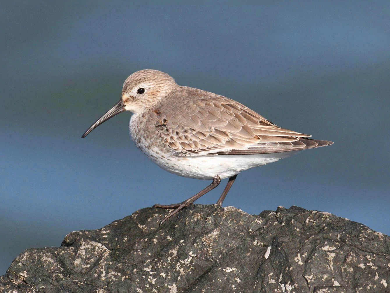 Dunlin (Calidris alpina) - non breeding