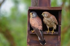 All The Falcons In Nova Scotia And Their Calls (ID, Photos, When To Spot)