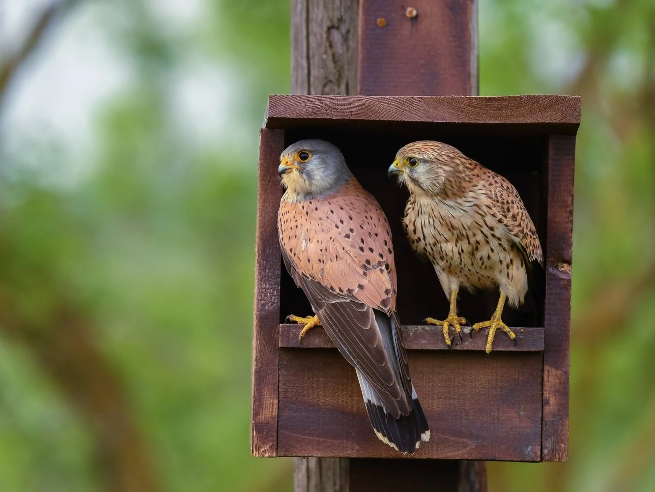 Eurasian Kestrel