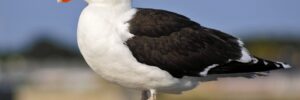22 Largest Birds In Maryland (By Weight, Length, Wingspan)