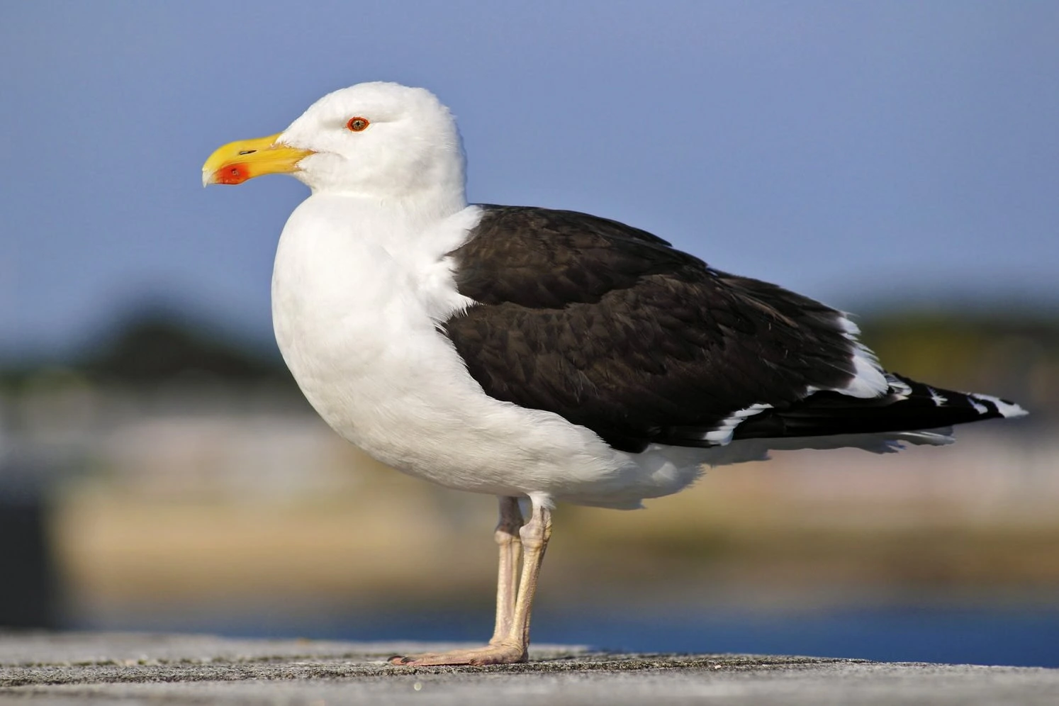 Great black backed gull