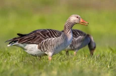 Graylag Goose