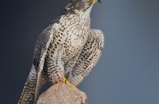 All The Falcons In Maryland And Their Calls (ID, Photos, When To Spot)