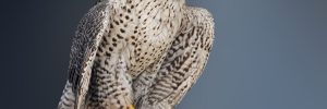 Gyrfalcon