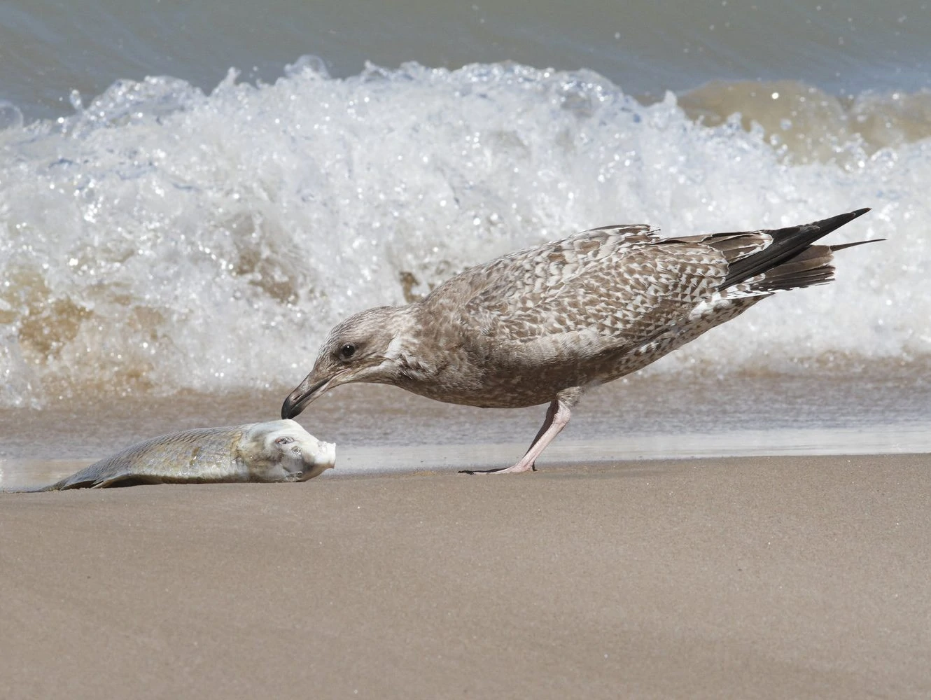 Immature Herring Gull 