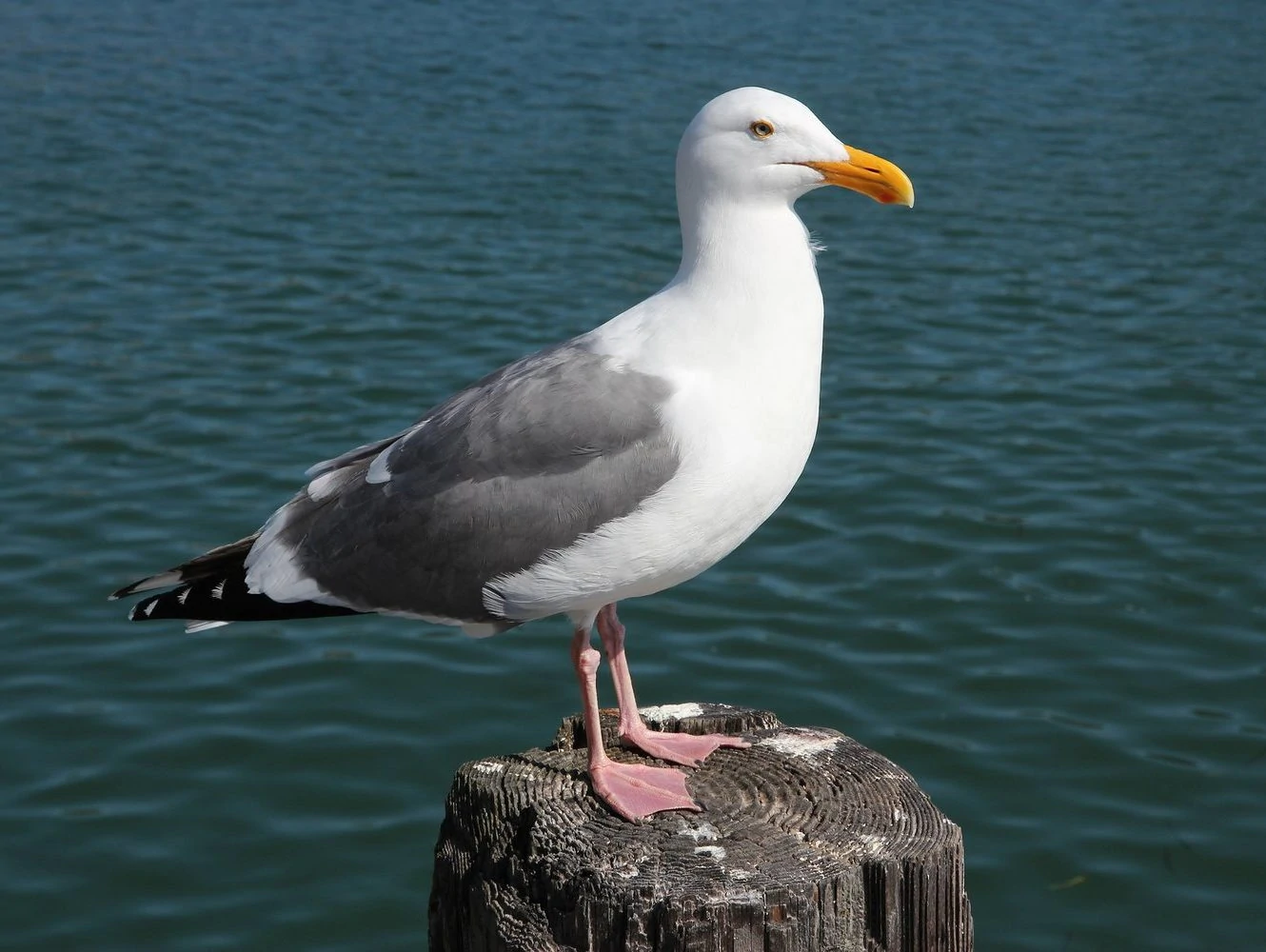 Herring gull