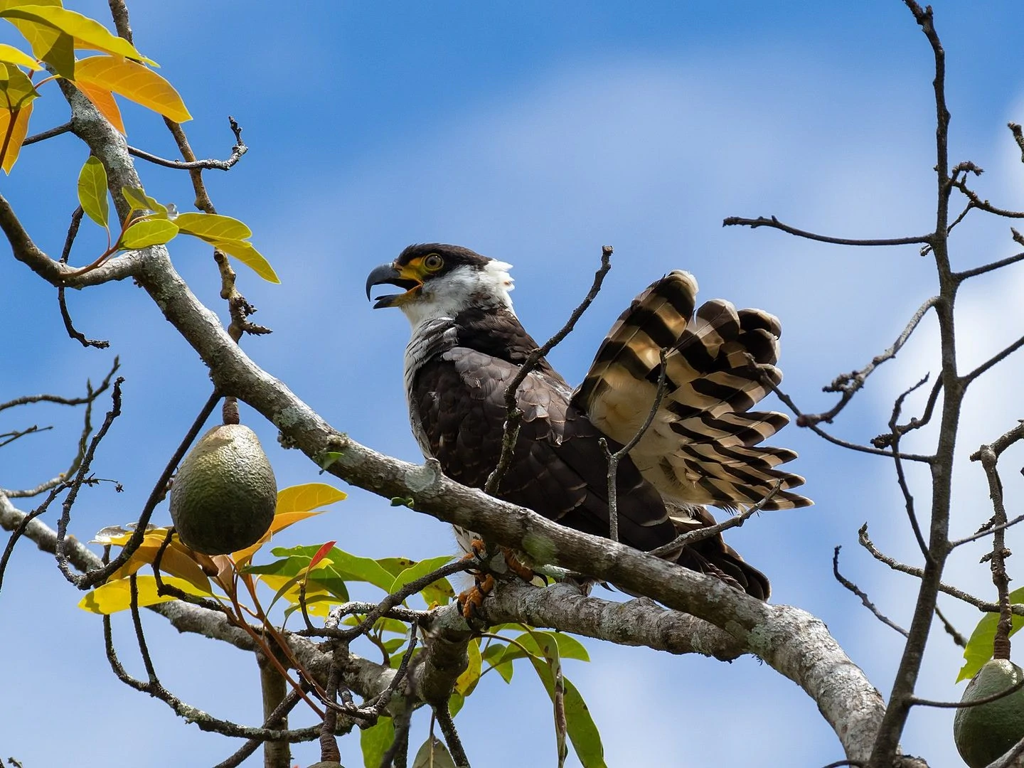 Hook Billed Kite