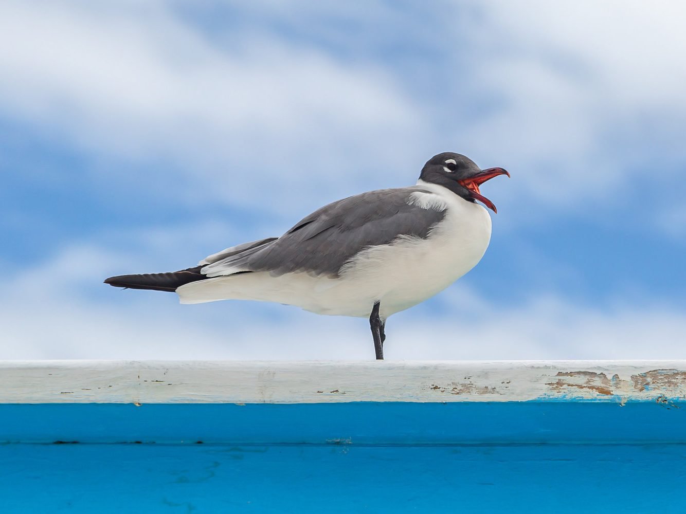A Laughing Gull