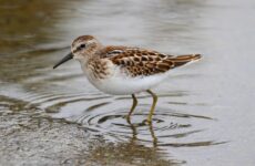 29 Shorebirds In Colorado And Their Calls