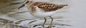 29 Shorebirds In Colorado And Their Calls