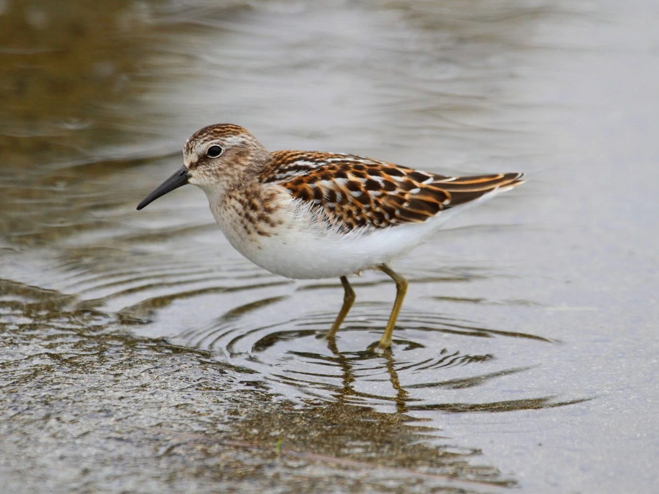 Least Sandpiper (Calidris minutilla)