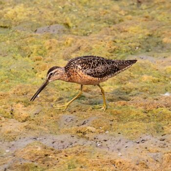 Long-billed Dowitcher
