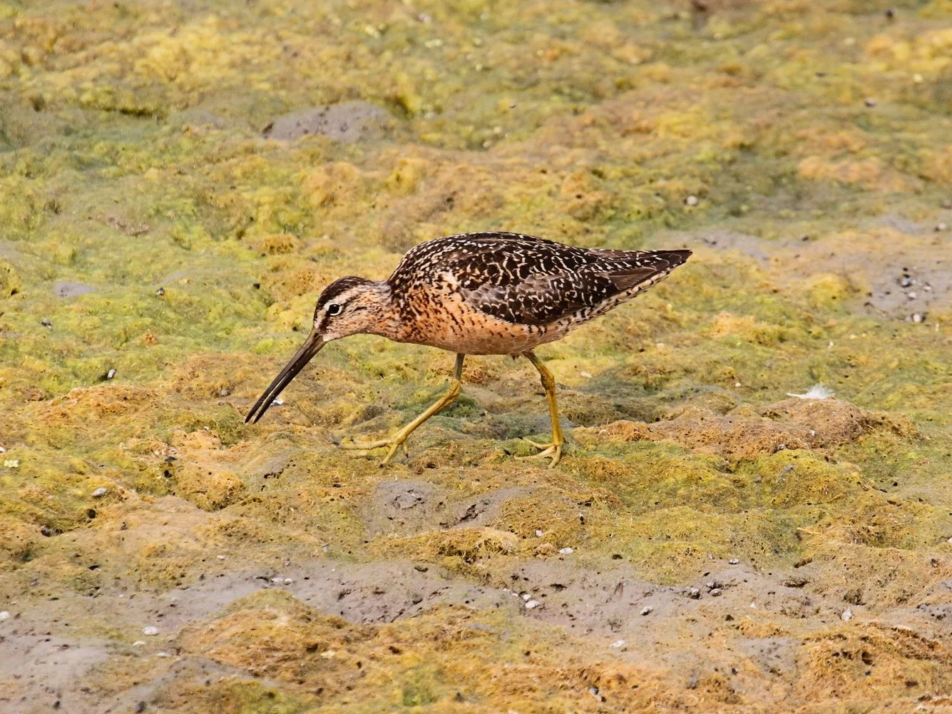 Long-billed Dowitcher - breeding(Limnodromus scolopaceus)