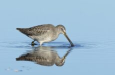 All The Shorebirds In Saskatchewan And Their Calls