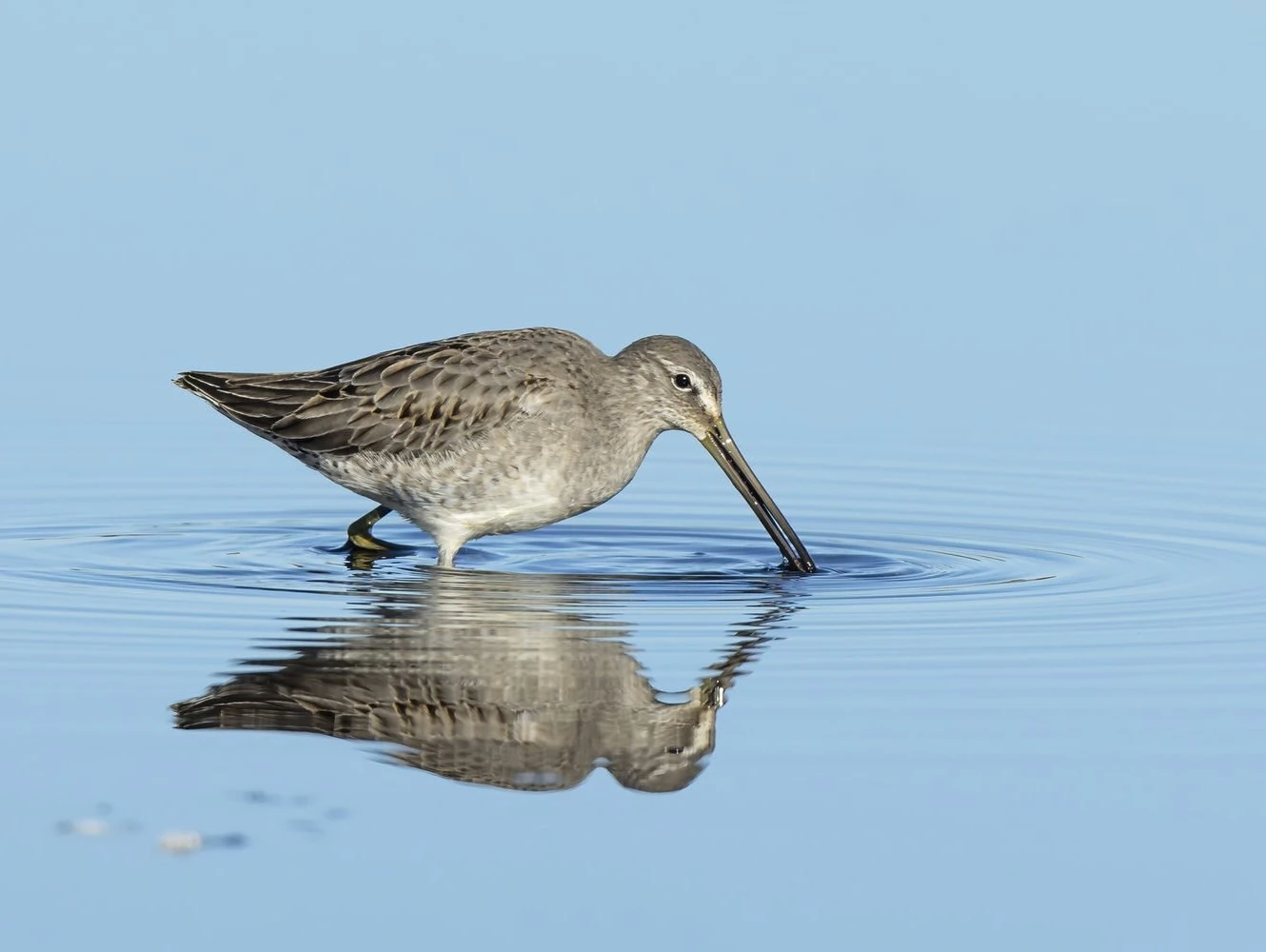 Long billed Dowitcher - non-breeding