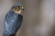 All The Falcons In Delaware And Their Calls (ID, Photos, When To Spot)