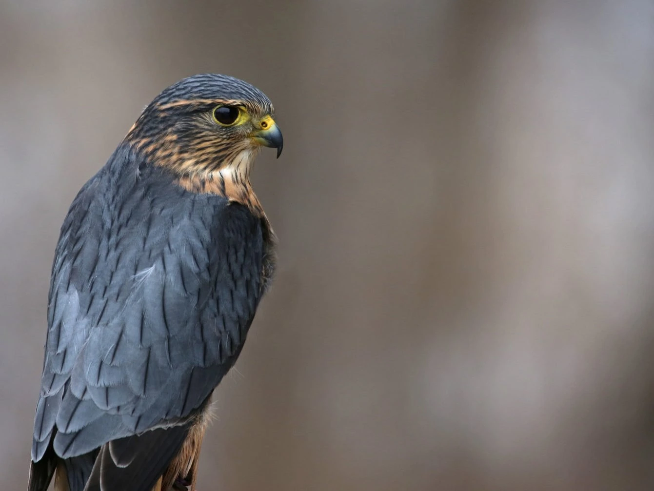 Merlin (Falco columbarius).