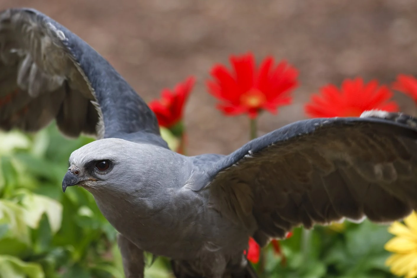 Mississippi Kite