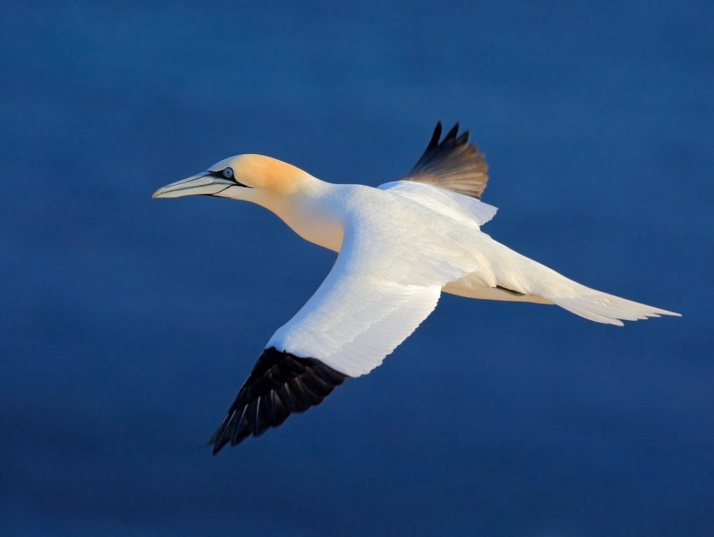 Northern gannet