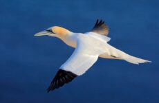 9 White Birds In Nova Scotia (ID, Photo, Call Guide)