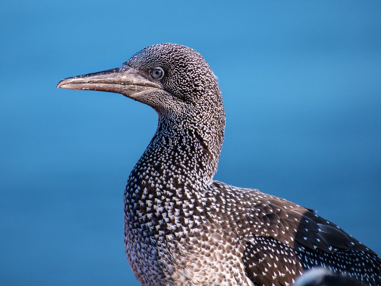 Northern gannet Juvenile