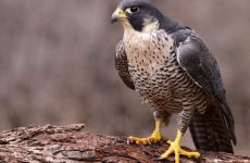 All The Falcons In Saskatchewan And Their Calls (ID, Photos, When To Spot)