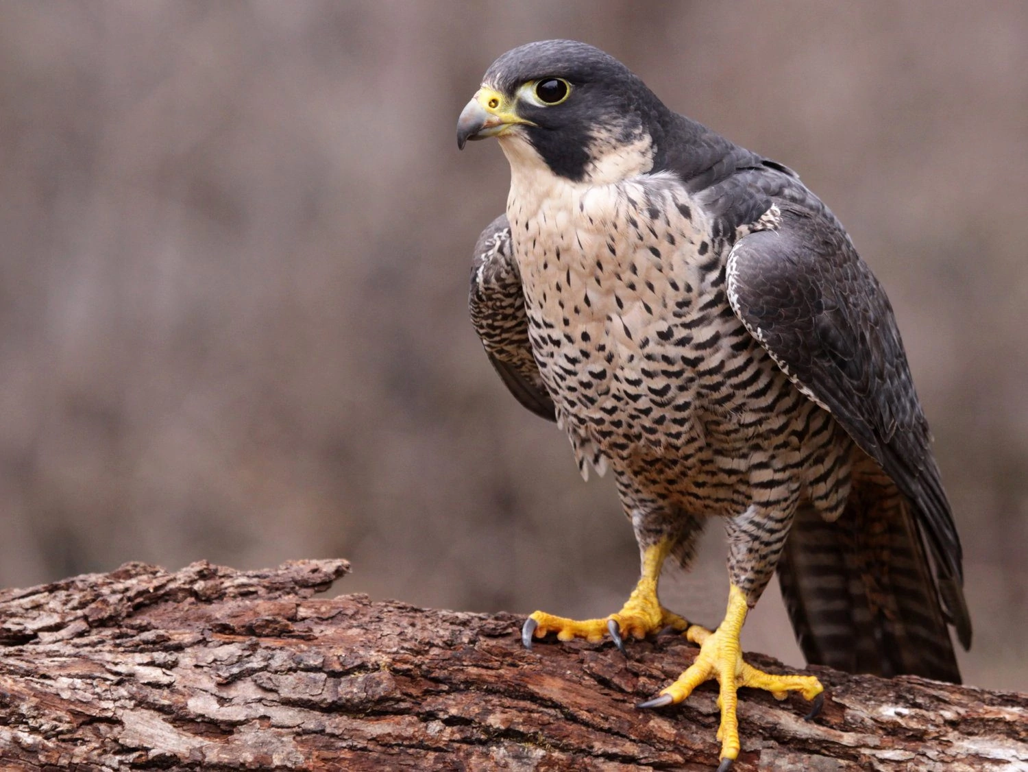 Peregrine Falcon (Falco peregrinus)