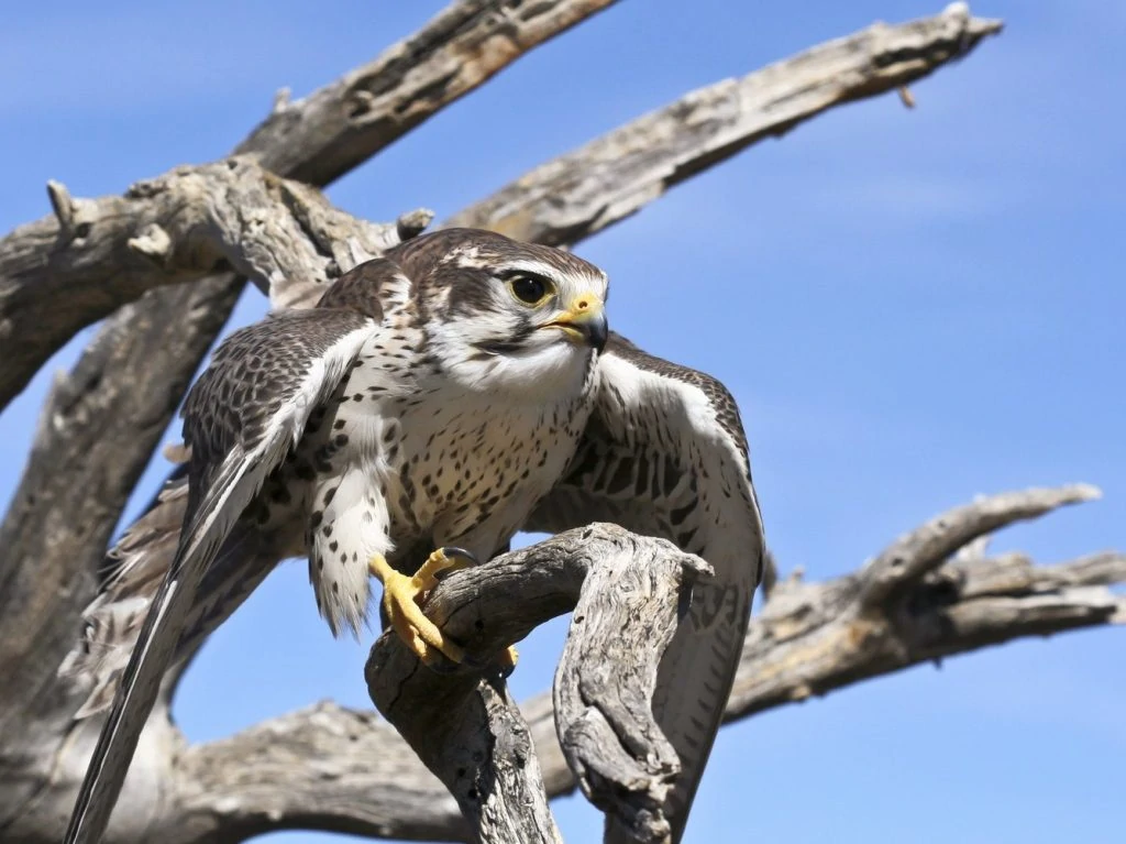 Prairie Falcon, Falco mexicanus