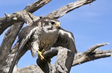 All The Falcons In Wyoming And Their Calls (ID, Photos, When To Spot)