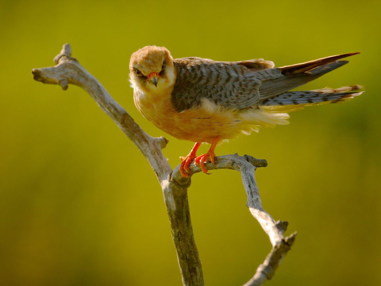 Red-footed Falcon, Female