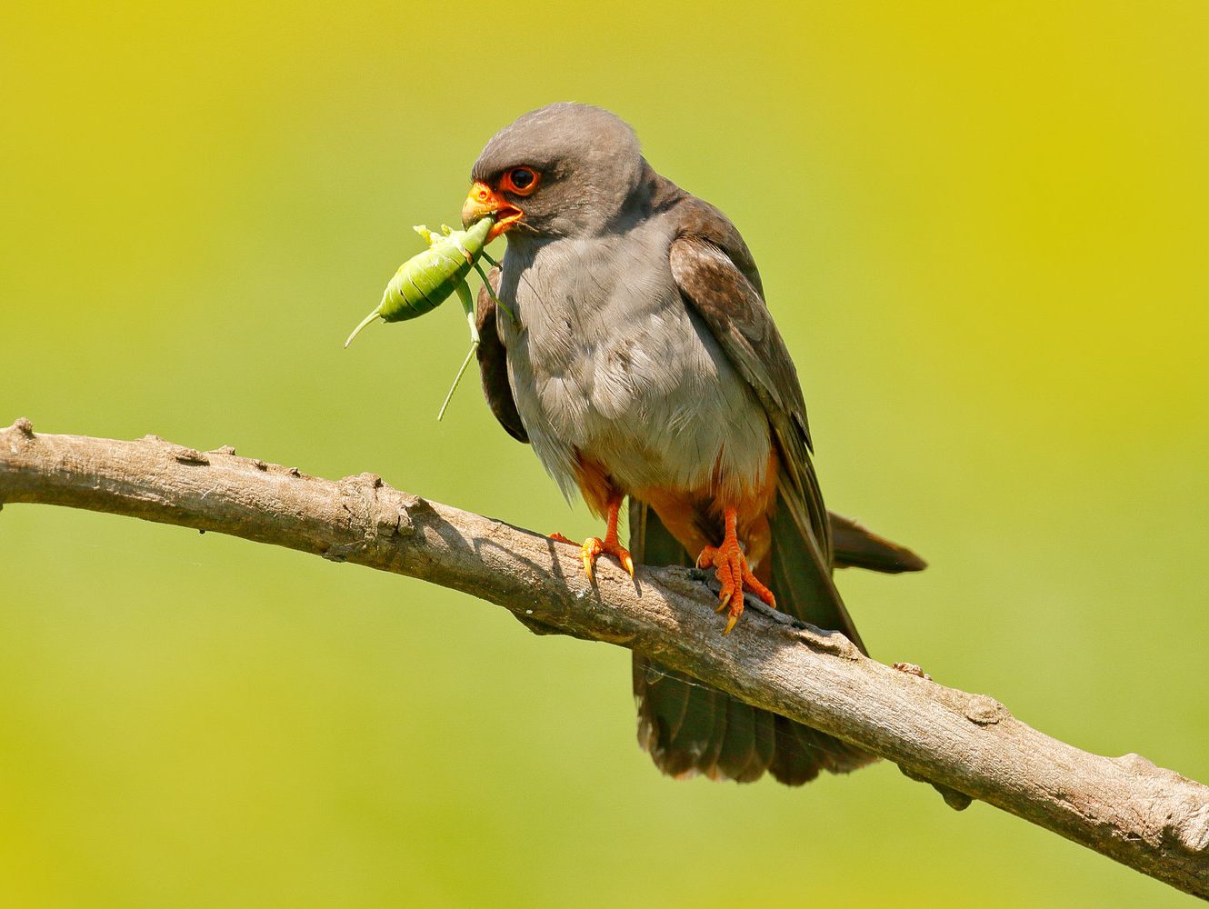 Red-footed Falcon