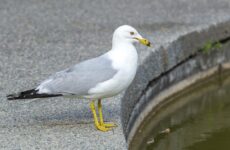 19 White Birds In Louisiana (ID, Photo, Call Guide)