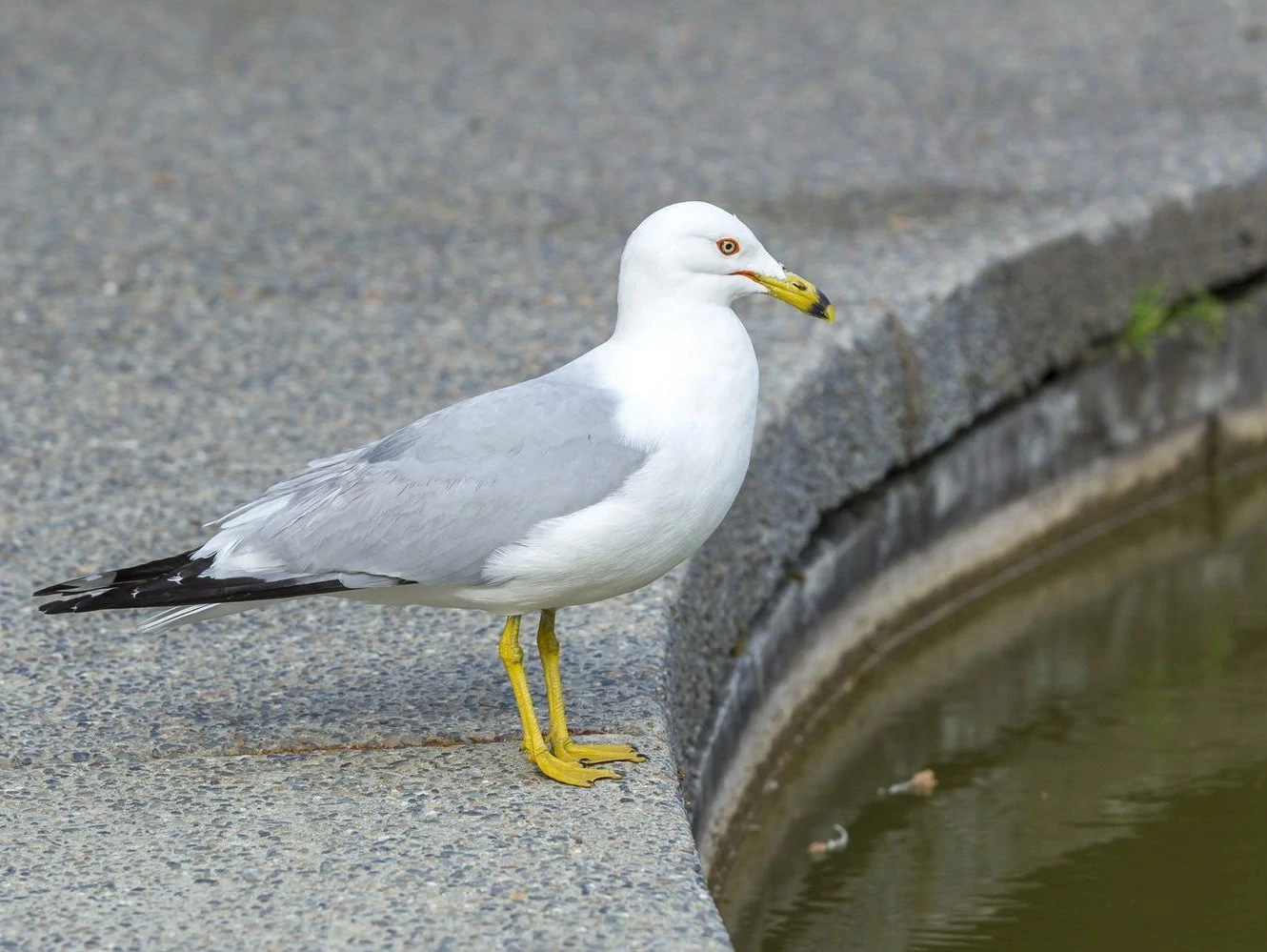 Ring billed gull