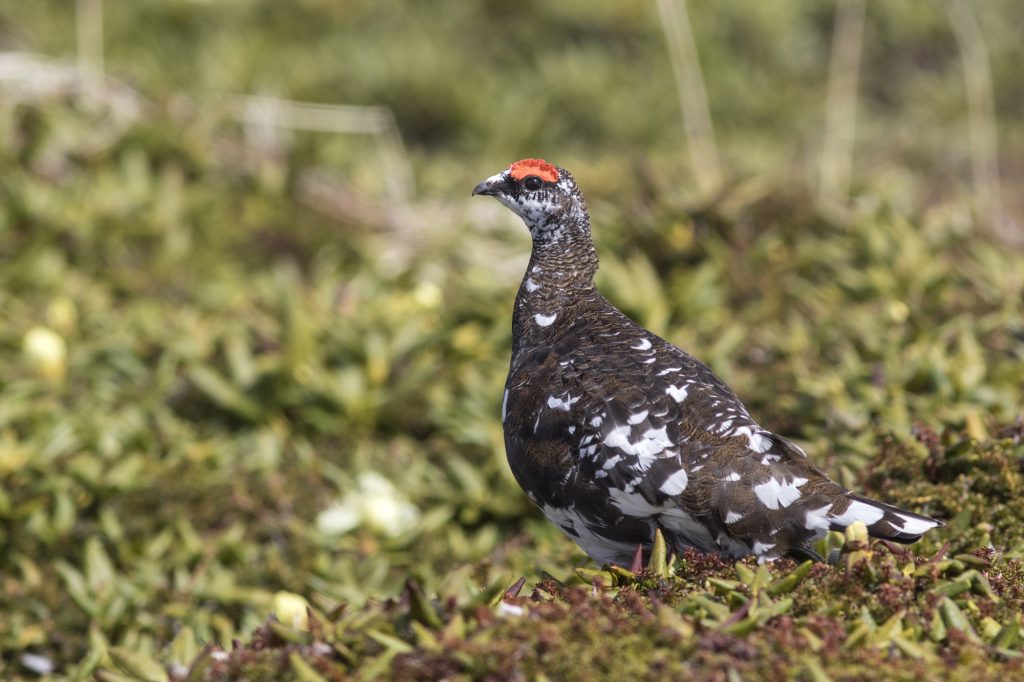 male Rock Ptarmigan summer male