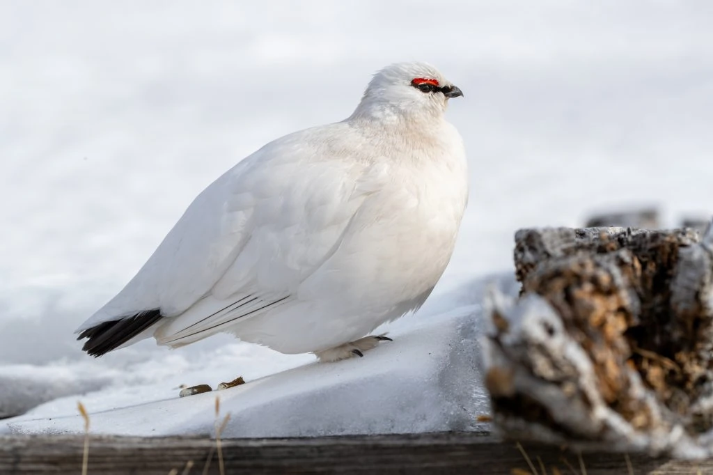 Rock Ptarmigan male winter