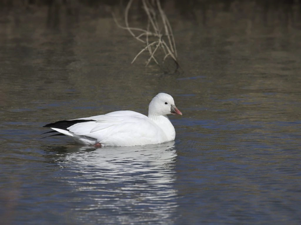 Ross's Goose