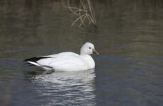 16 White Birds In Manitoba (ID, Photo, Call Guide)